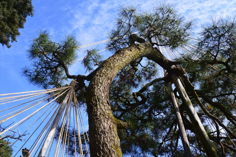 巨木を伐採している様子